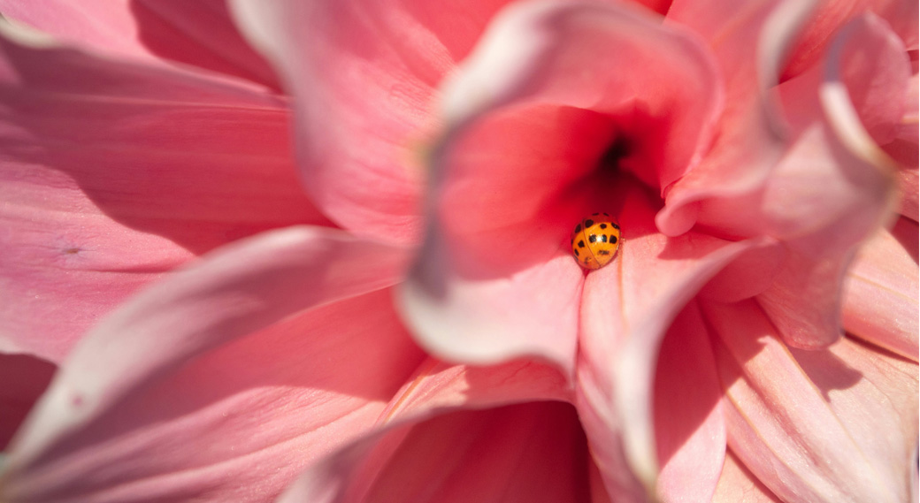 flowers and ladybugs