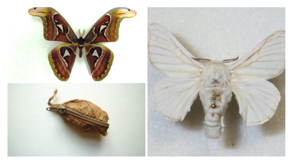 ヨナグニサン。左下の写真はヨナグニサンの繭にチャックを取り付けた小銭入れ。右の白い蛾は蚕