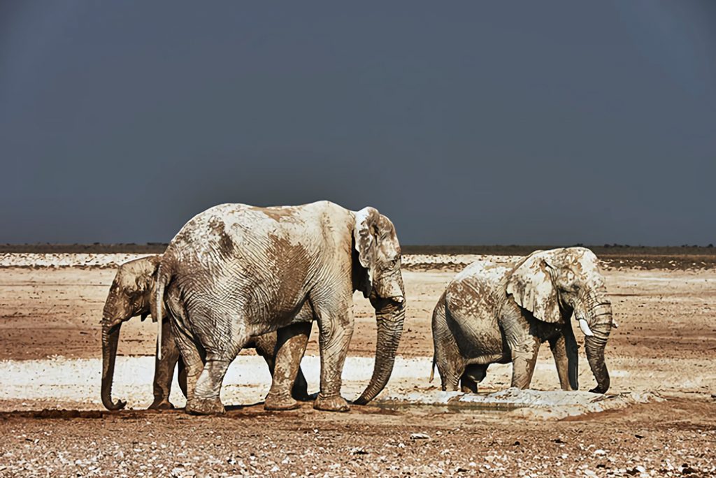 ナミビアの白い象　©半田也寸志