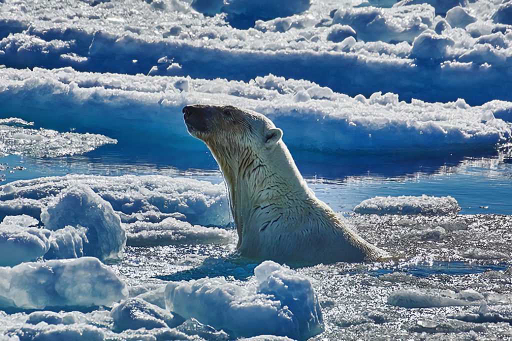 氷の海に潜ってアザラシを狙うホッキョクグマ　©半田也寸志
